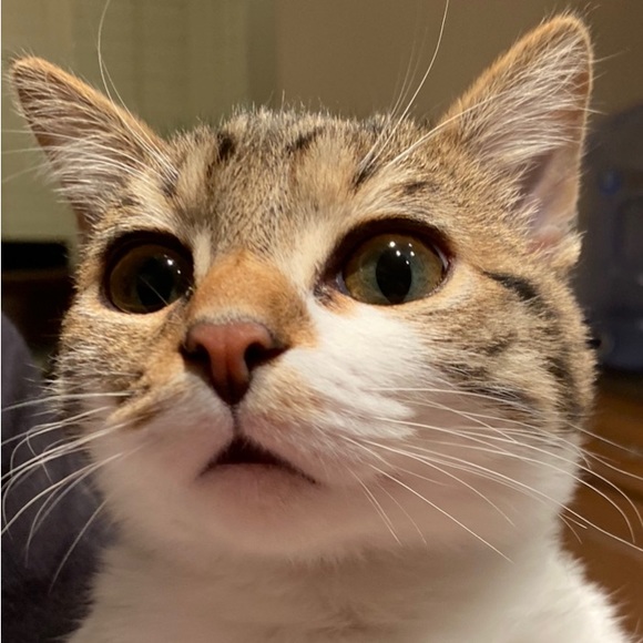 Meet your Posher, Ak - Picture 1 of 1